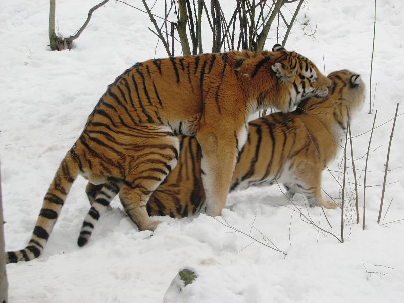 Amur tigers