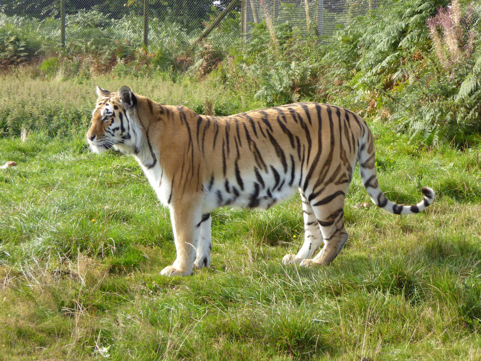 Amur Tigress 19th Sept 2015