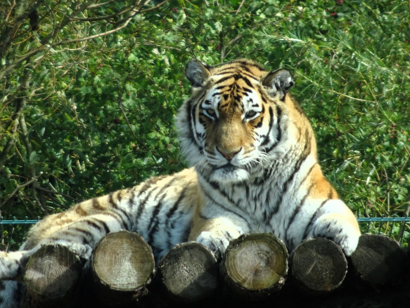 Amur Tigress Alyona 31 August 2025