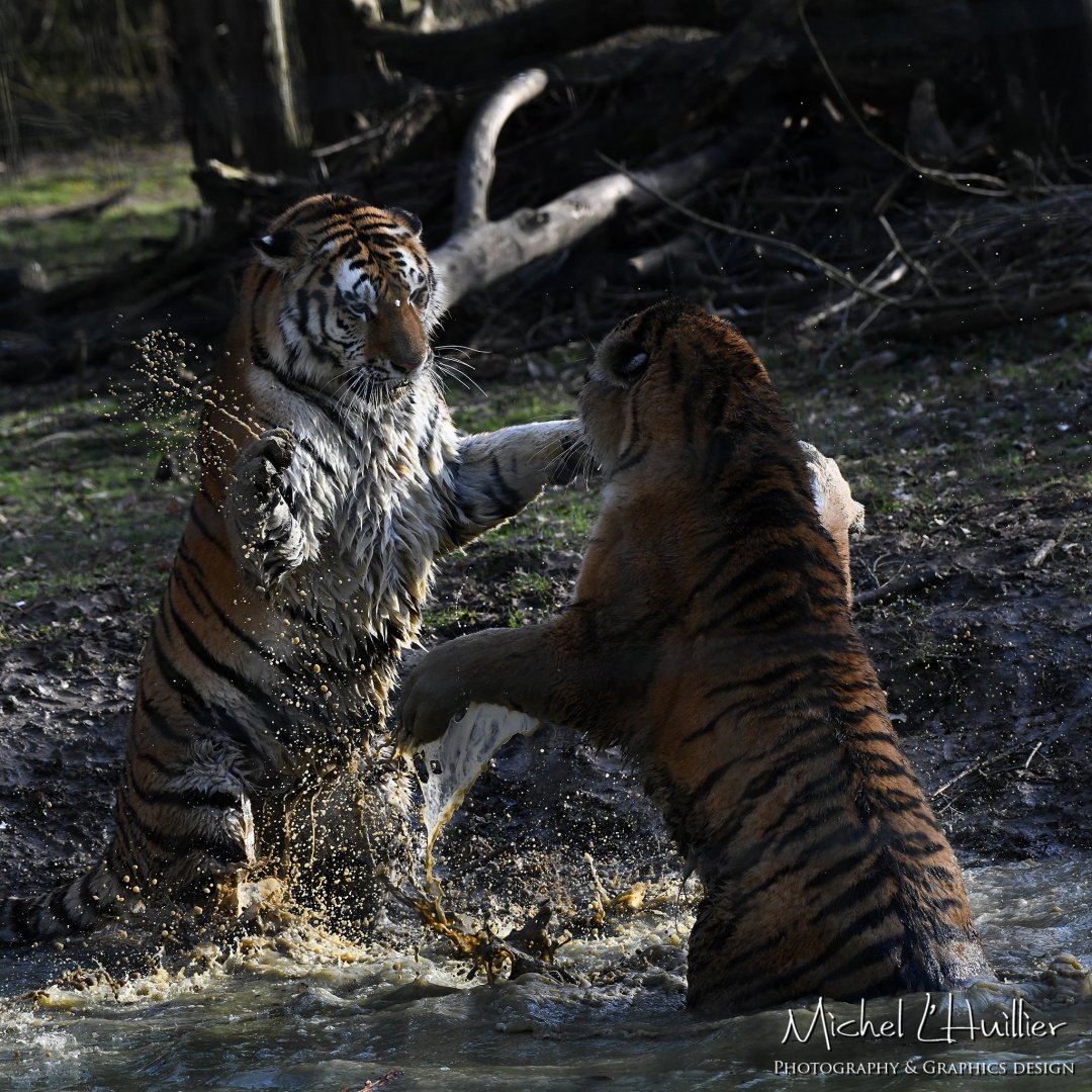 Amur tigress fighting