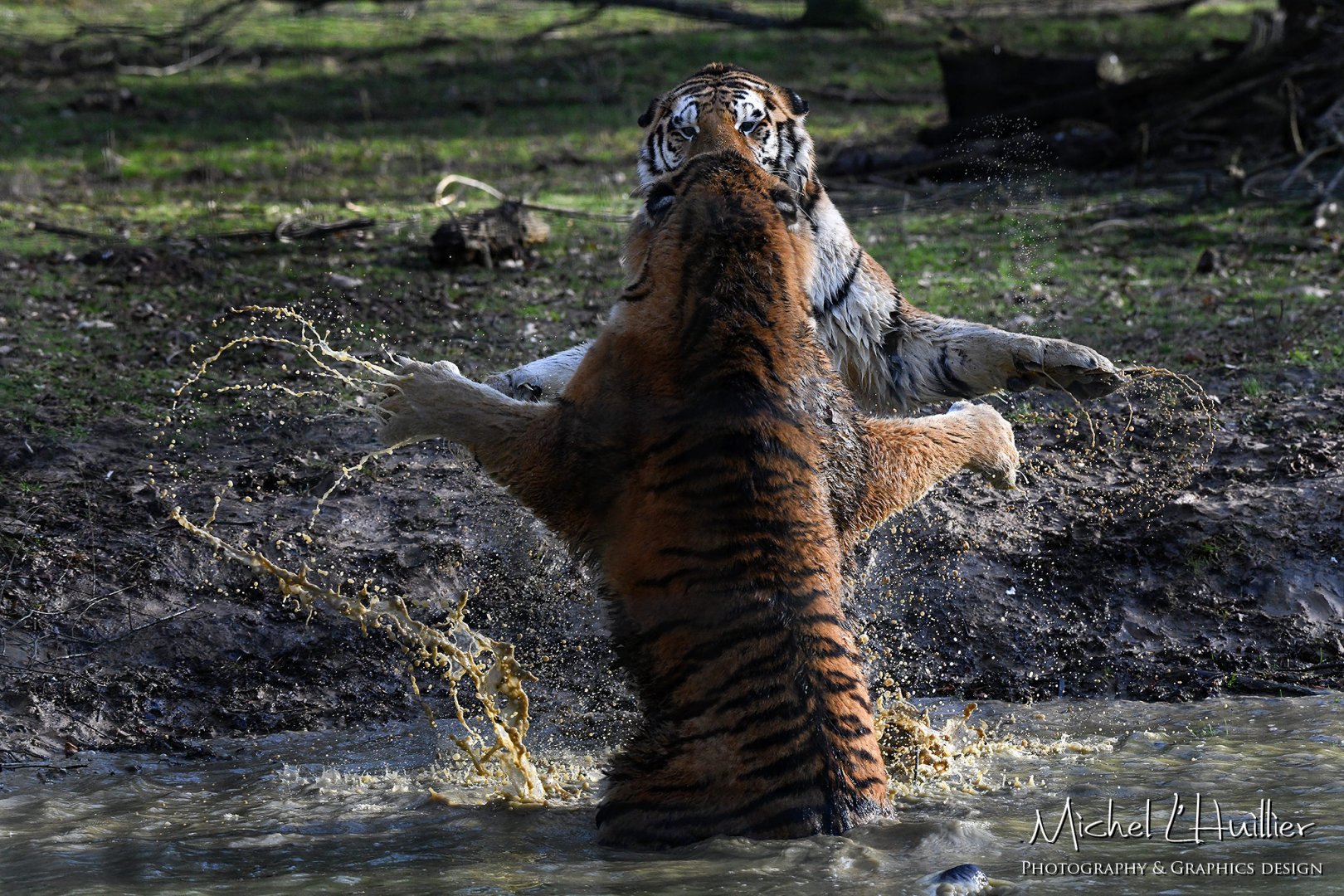 Amur tigress fighting