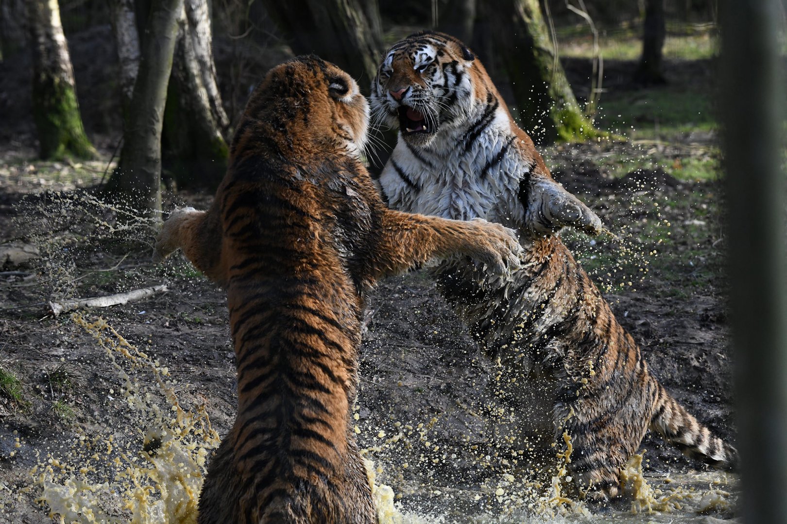 Amur tigress fighting