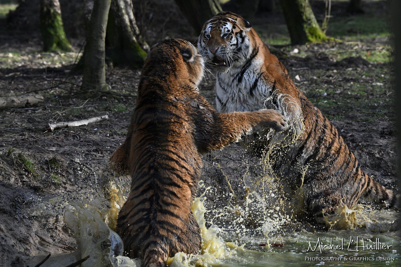 Amur tigress fighting