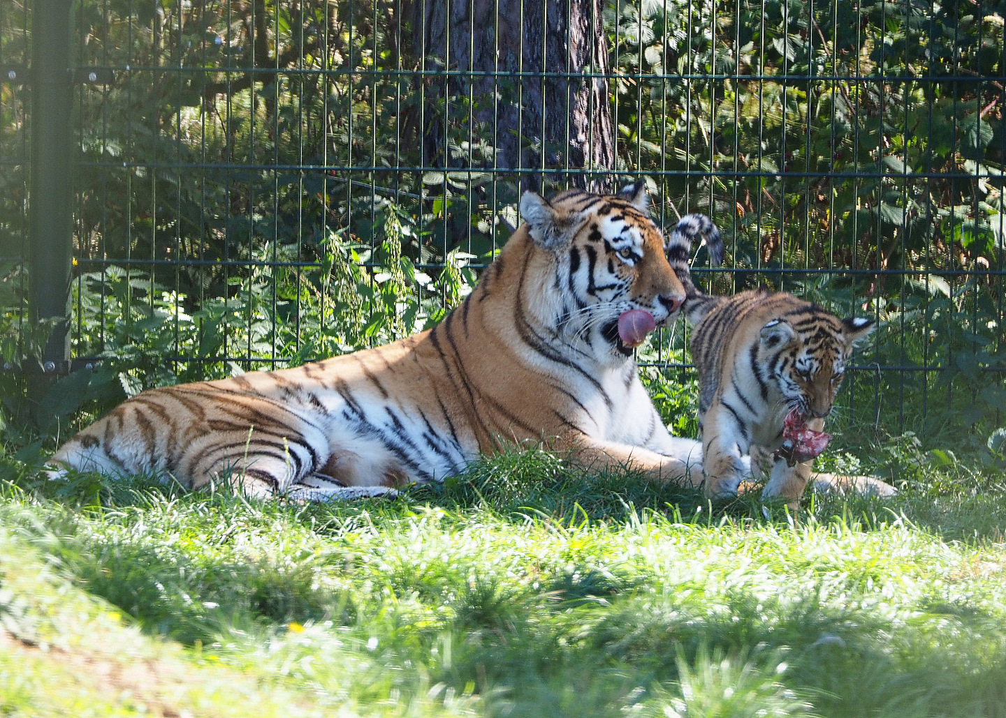 Amur tigress with cub (Panthera tigris altaica), 2019-09-15