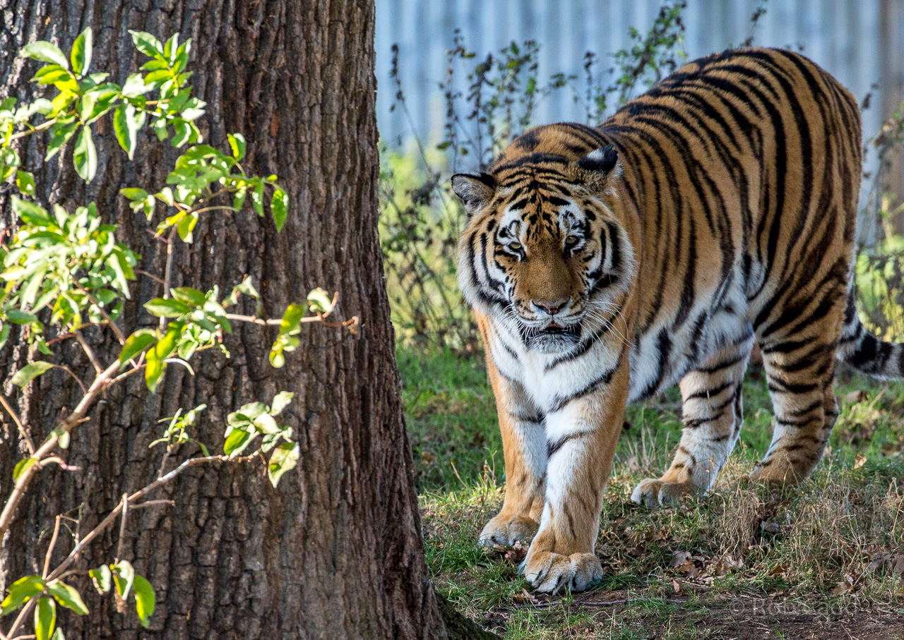 Amur tigur : Yorkshire WP : 11 Nov 2017