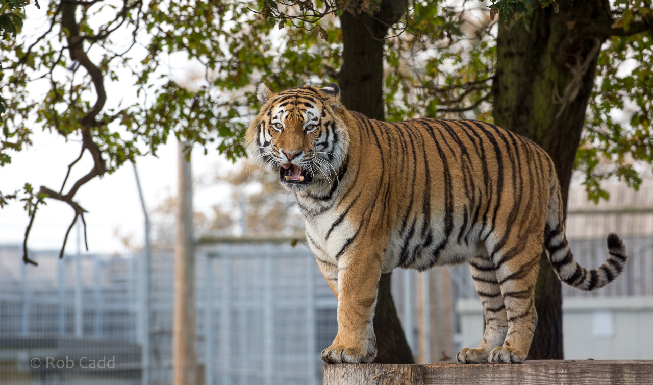 Amur tigur : Yorkshire WP : 11 Nov 2017
