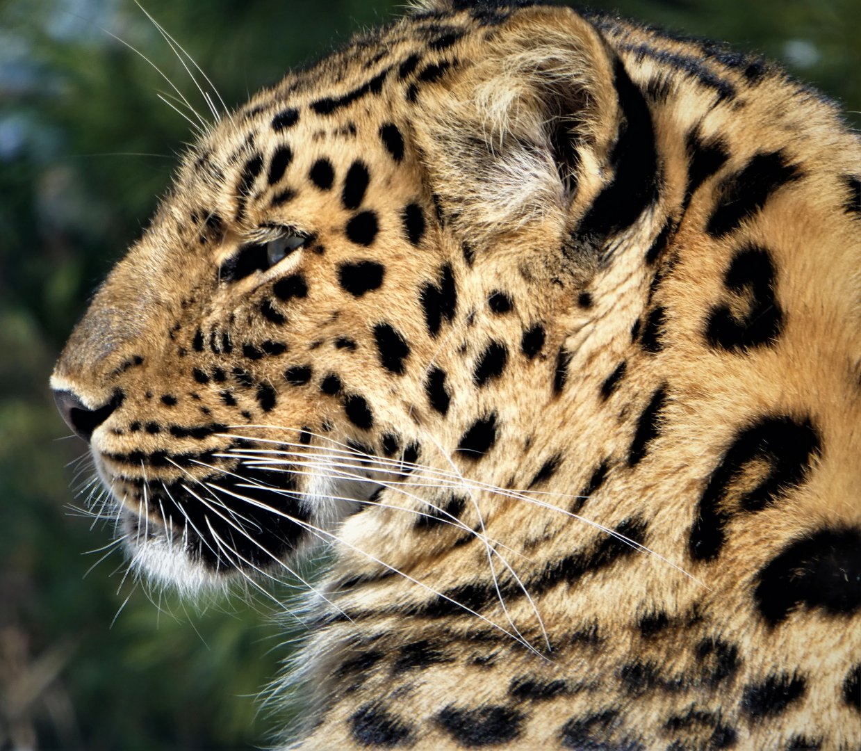 Amur Valley - Amur Leopard