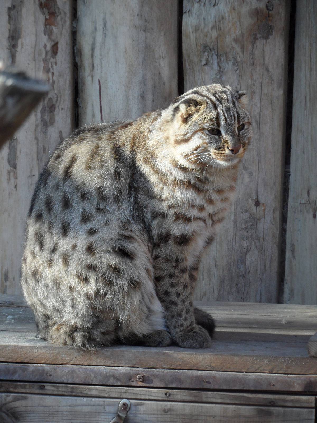 Amur wildcat
