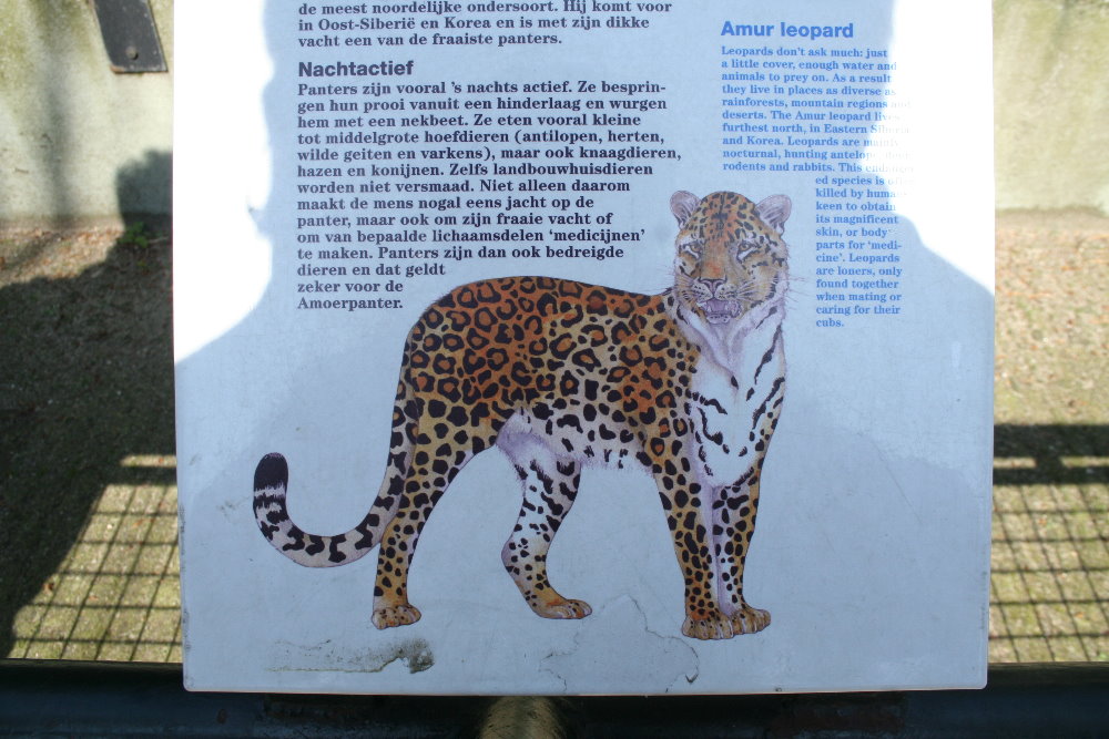 amur_leopard