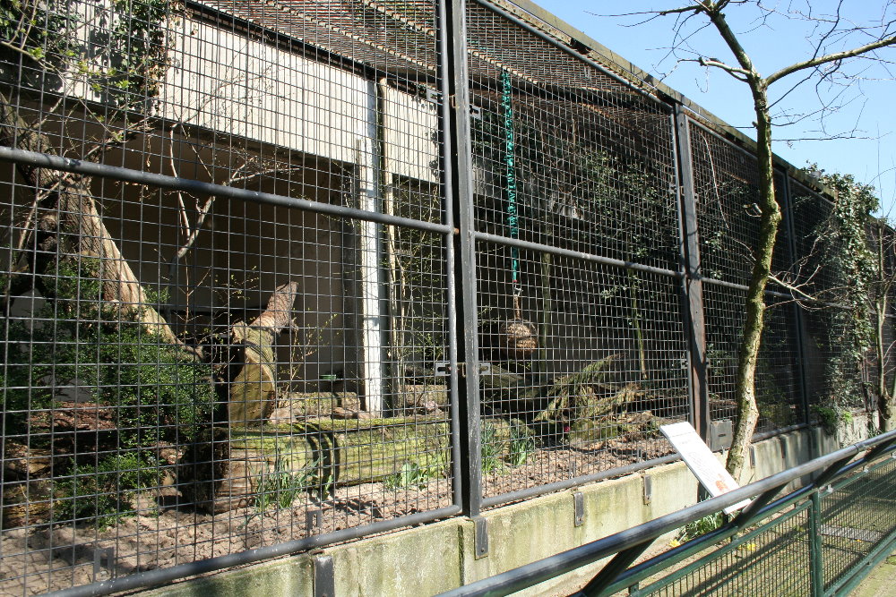 amur_leopard_enclosure