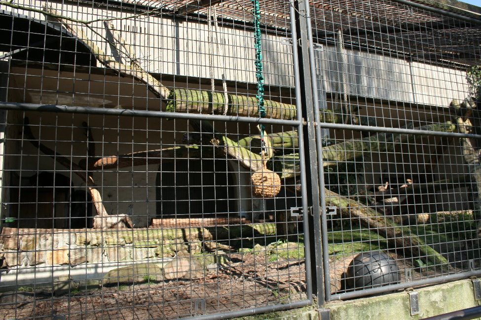 amur_leopard_enclosure2