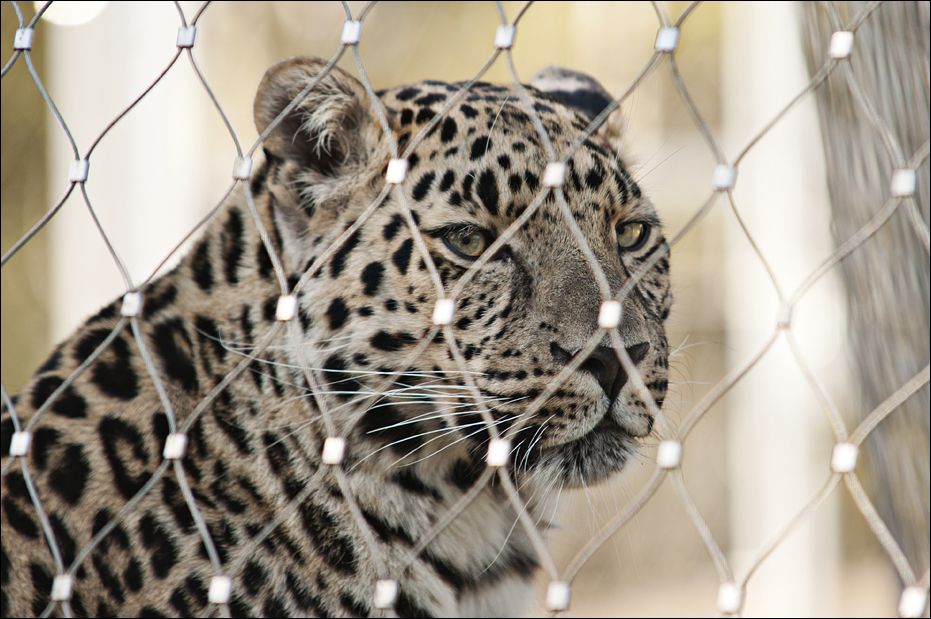 Amurleopard at Serengeti Park