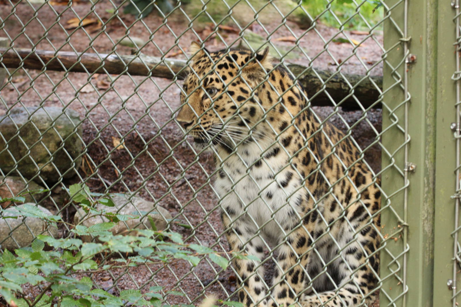 Amurleopard - Bira (Female)