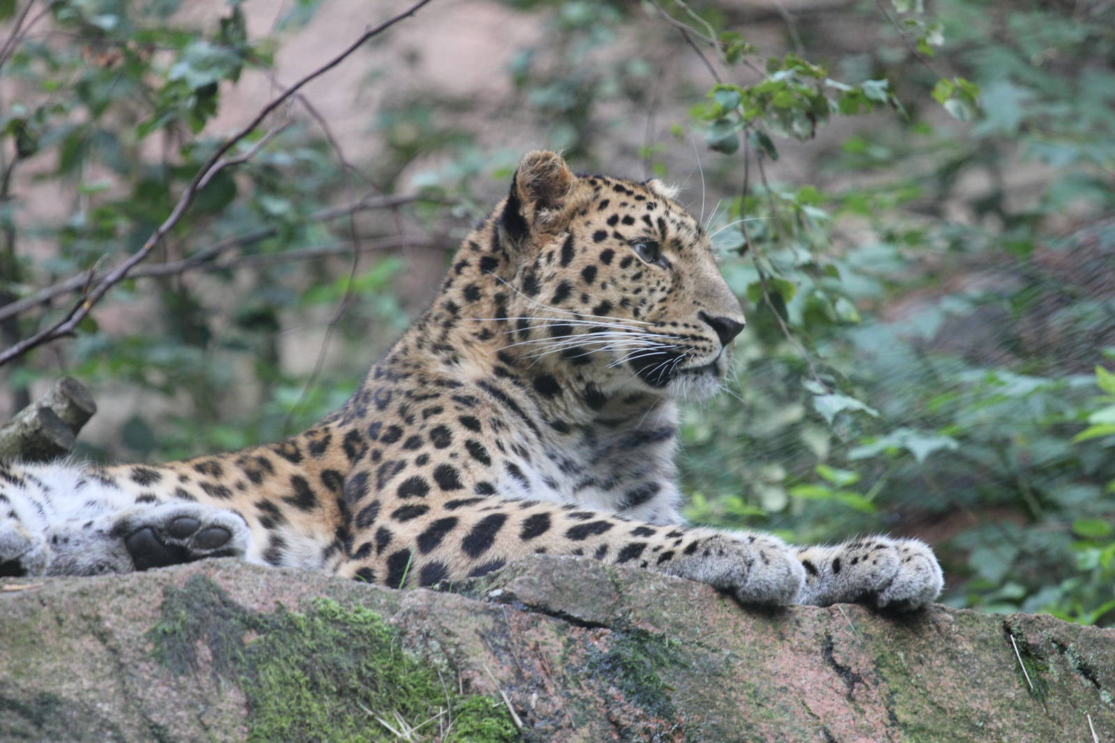 Amurleopard - Denzil (Male)