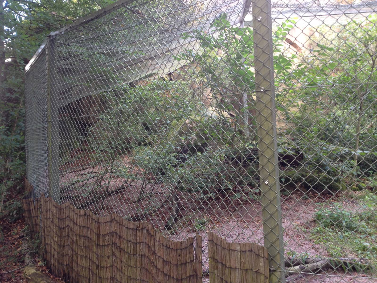 Amurleopard exhibit #1