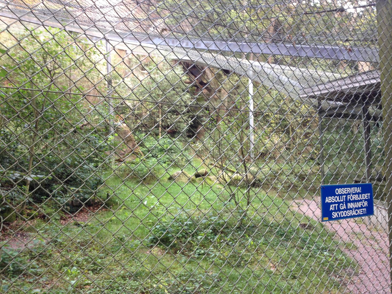 Amurleopard exhibit #1