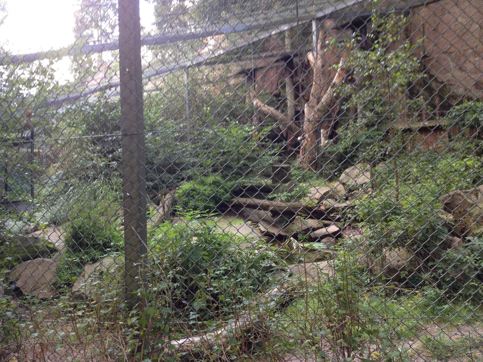 Amurleopard exhibit #1