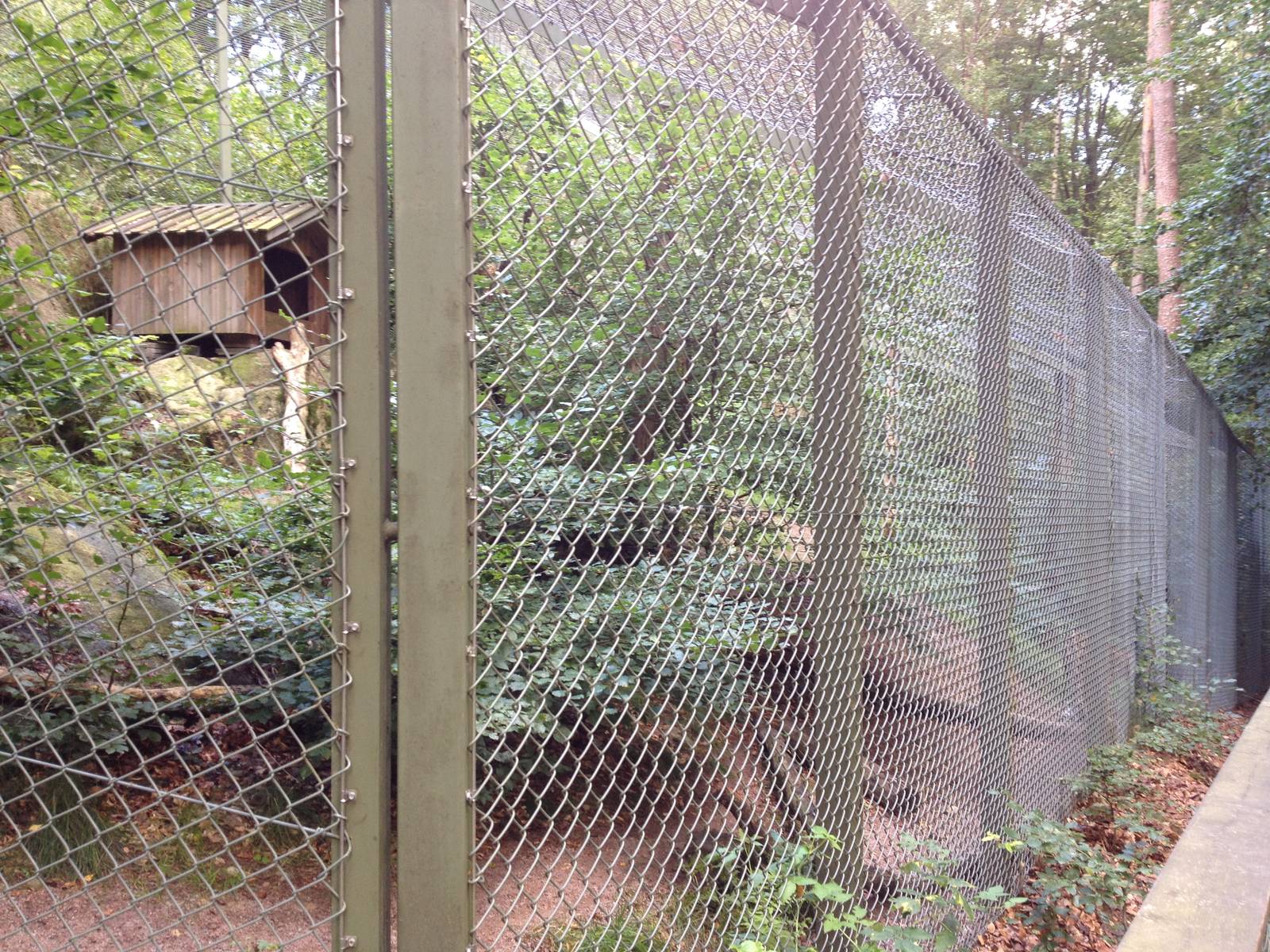 Amurleopard exhibit #2