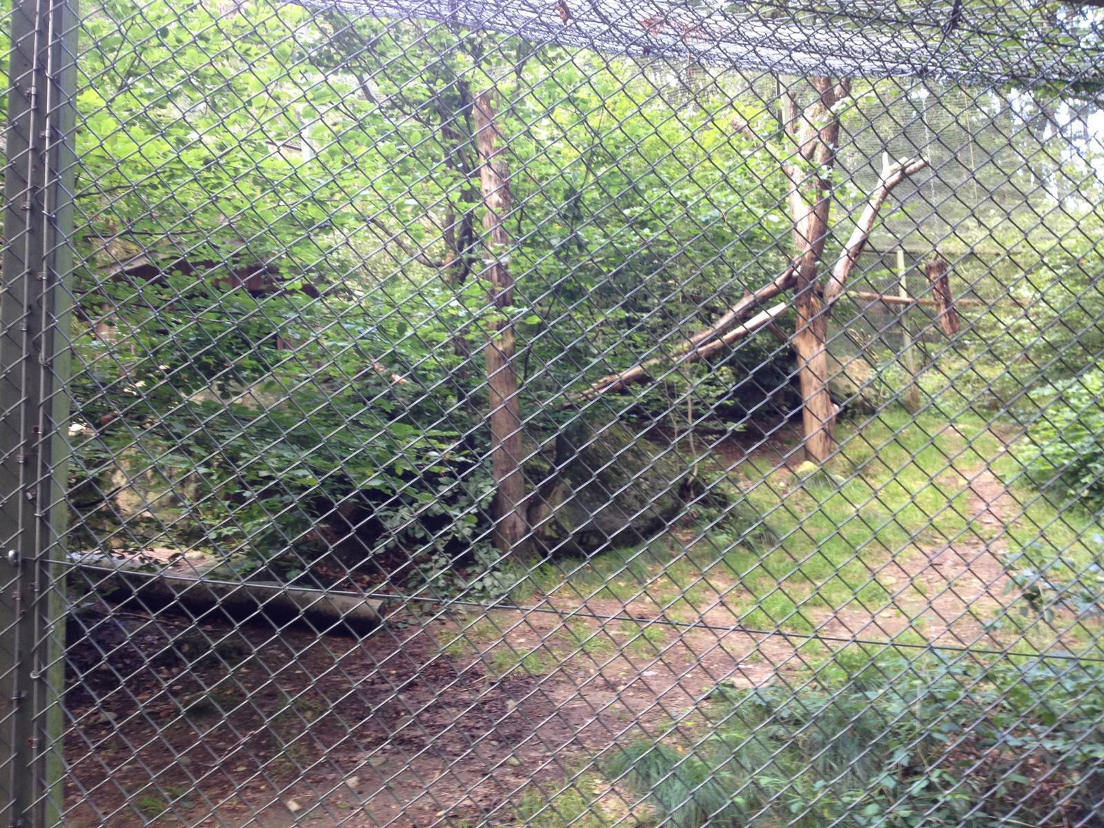 Amurleopard exhibit #2