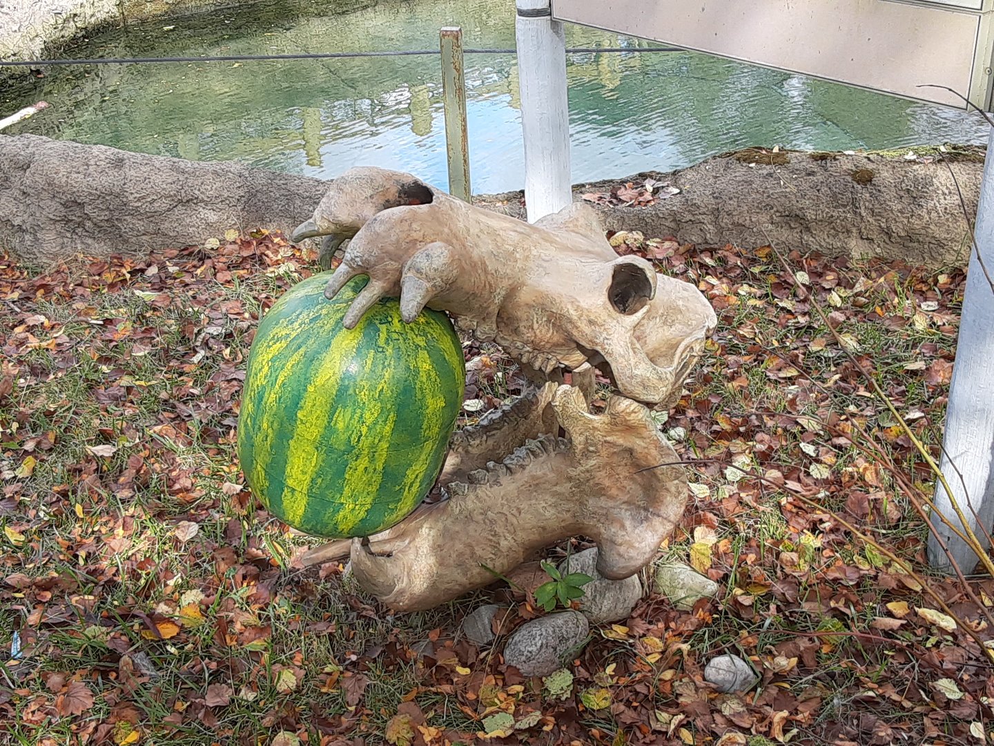 Amusing Hippo Skull Model