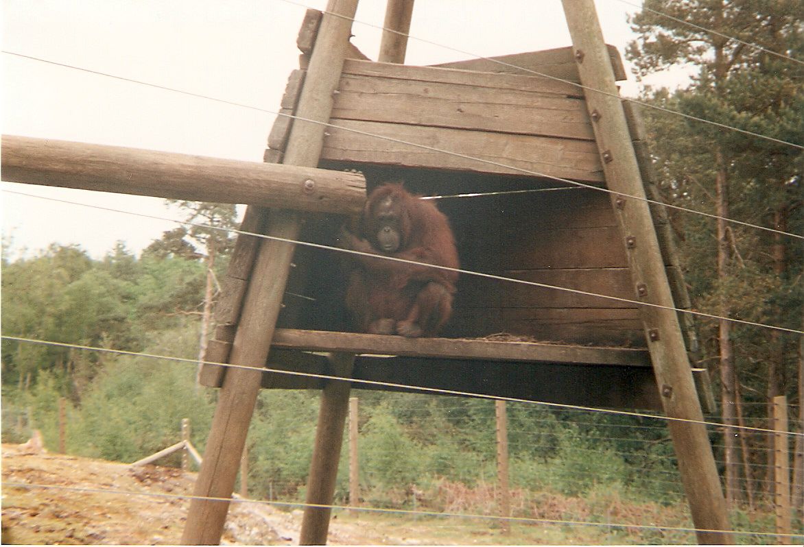Amy the Orangutan at Monkey World, 29 May 1995