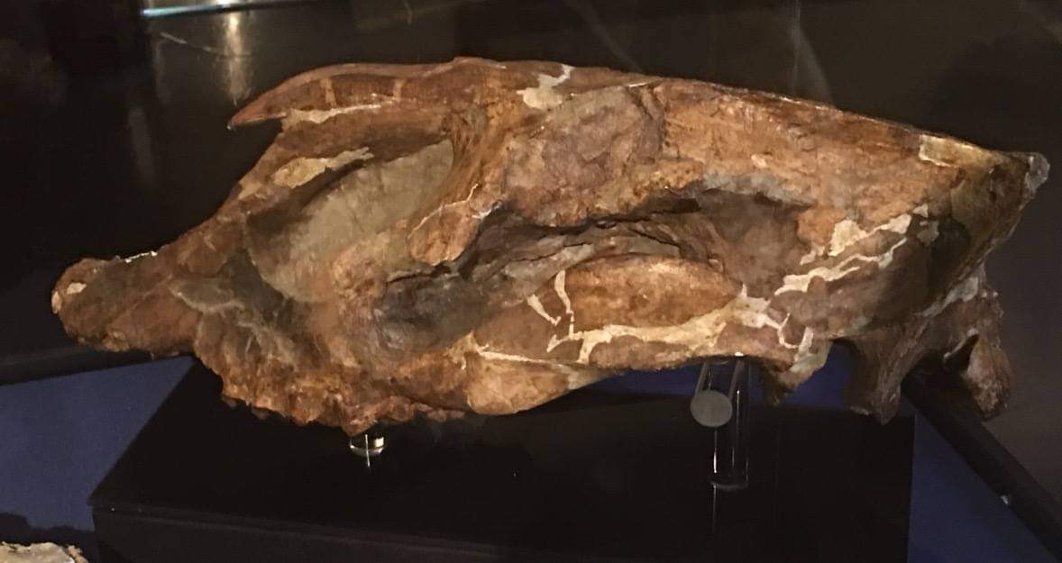 Amynodontopsis bodei (Upper skull)