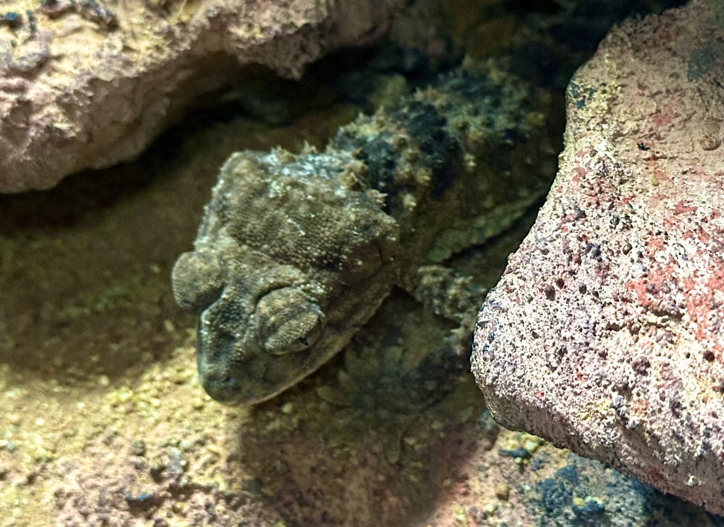 Amy’s knob-tailed gecko (Nephrurus amyae)