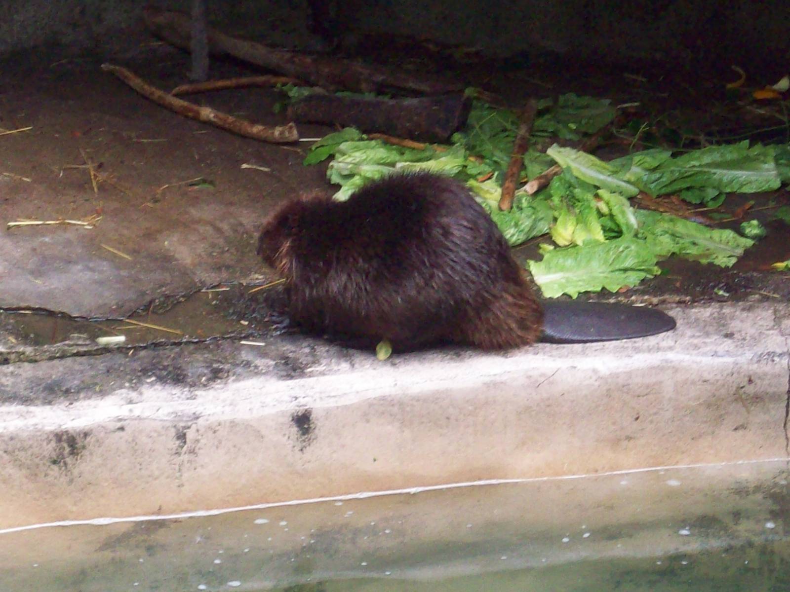 An active beaver!
