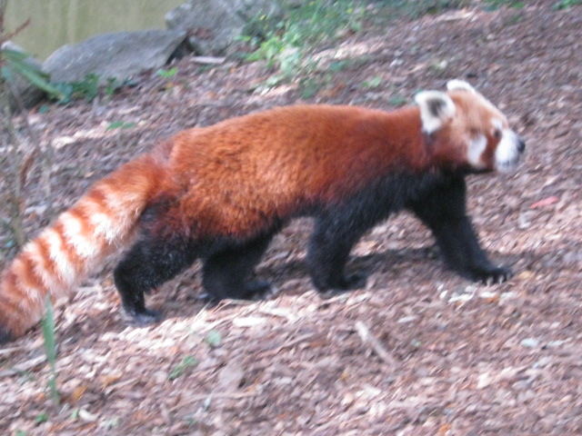 An active Red Panda!