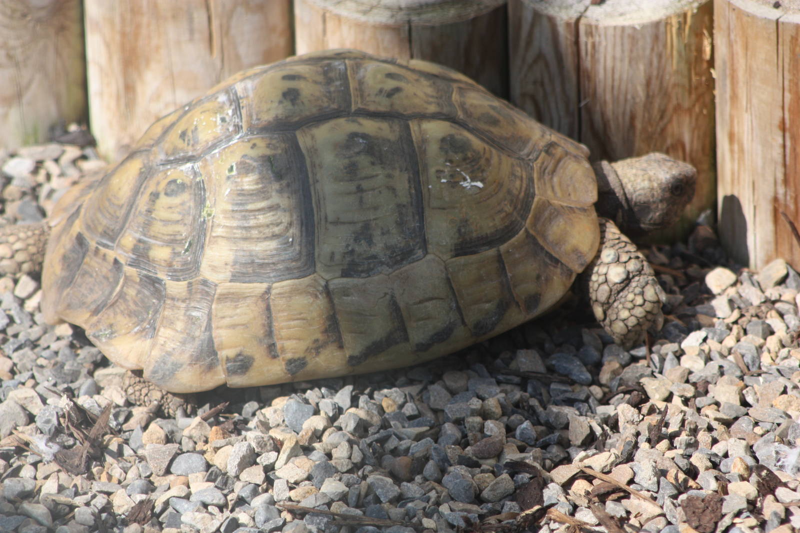 An addition to the African Parrots Aviary