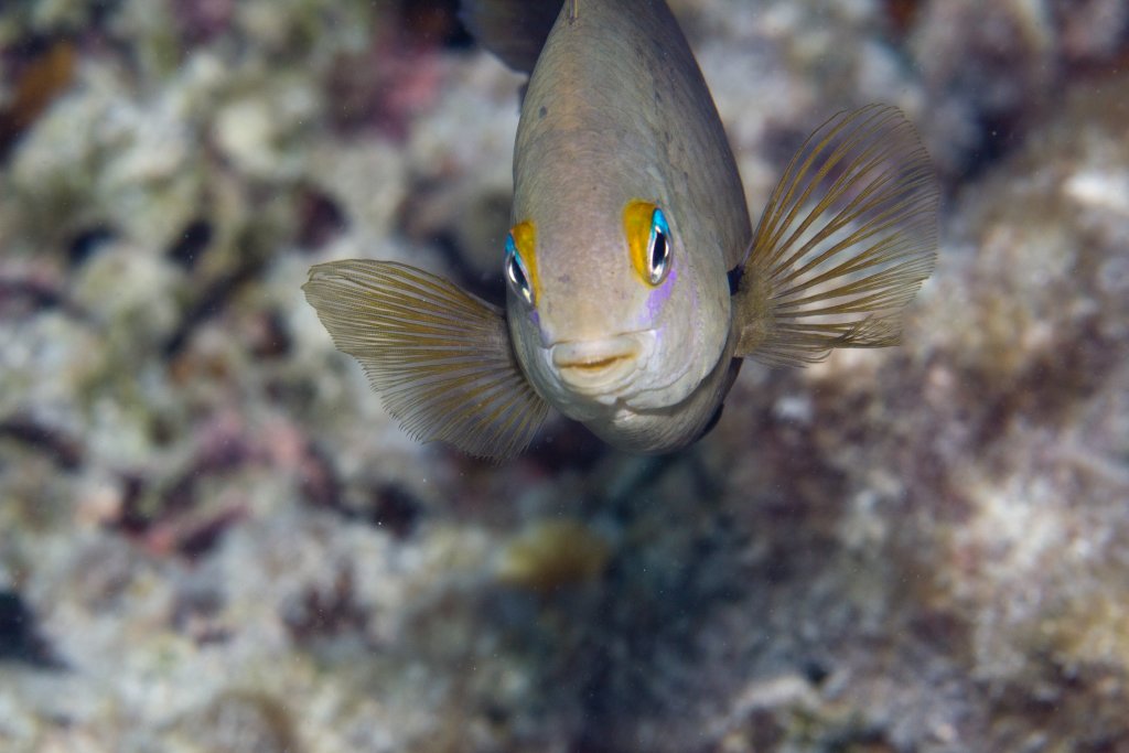 An aggressive Damsel