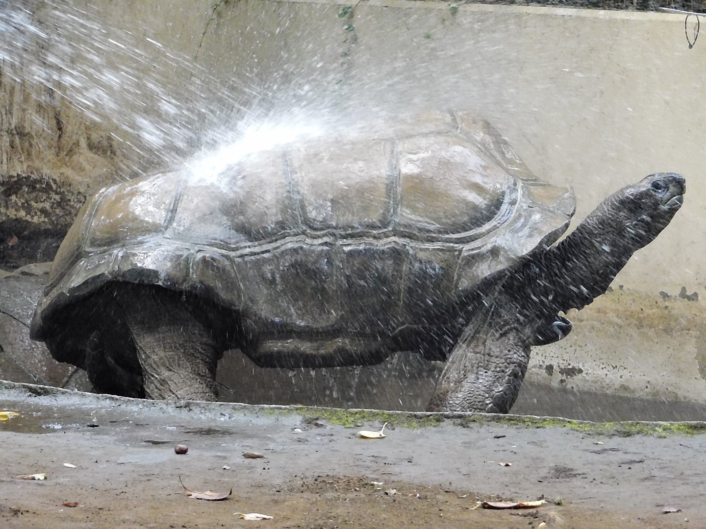 An Aldabra Giant Tortoise taking a shower -  Yumemigasaki Zoological Park October 12, 2025