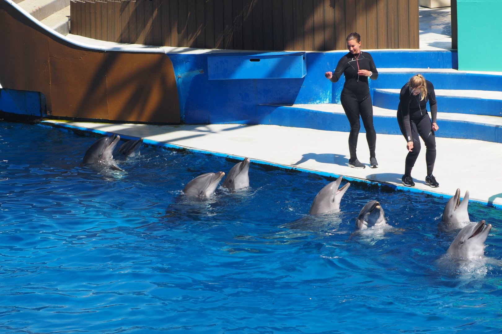 An all-dolphin finale