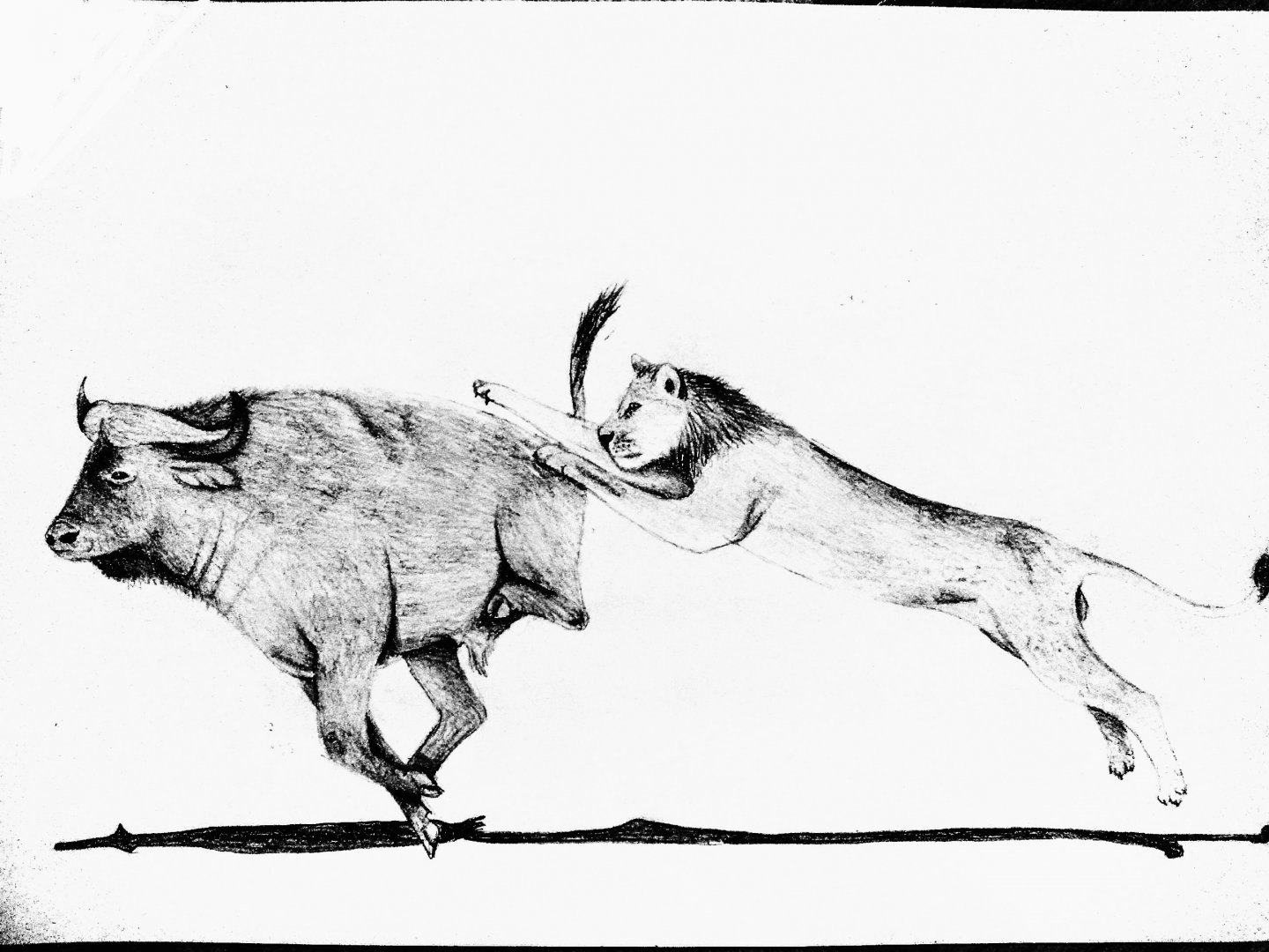 An almost maneless lion chasing a Cape buffalo