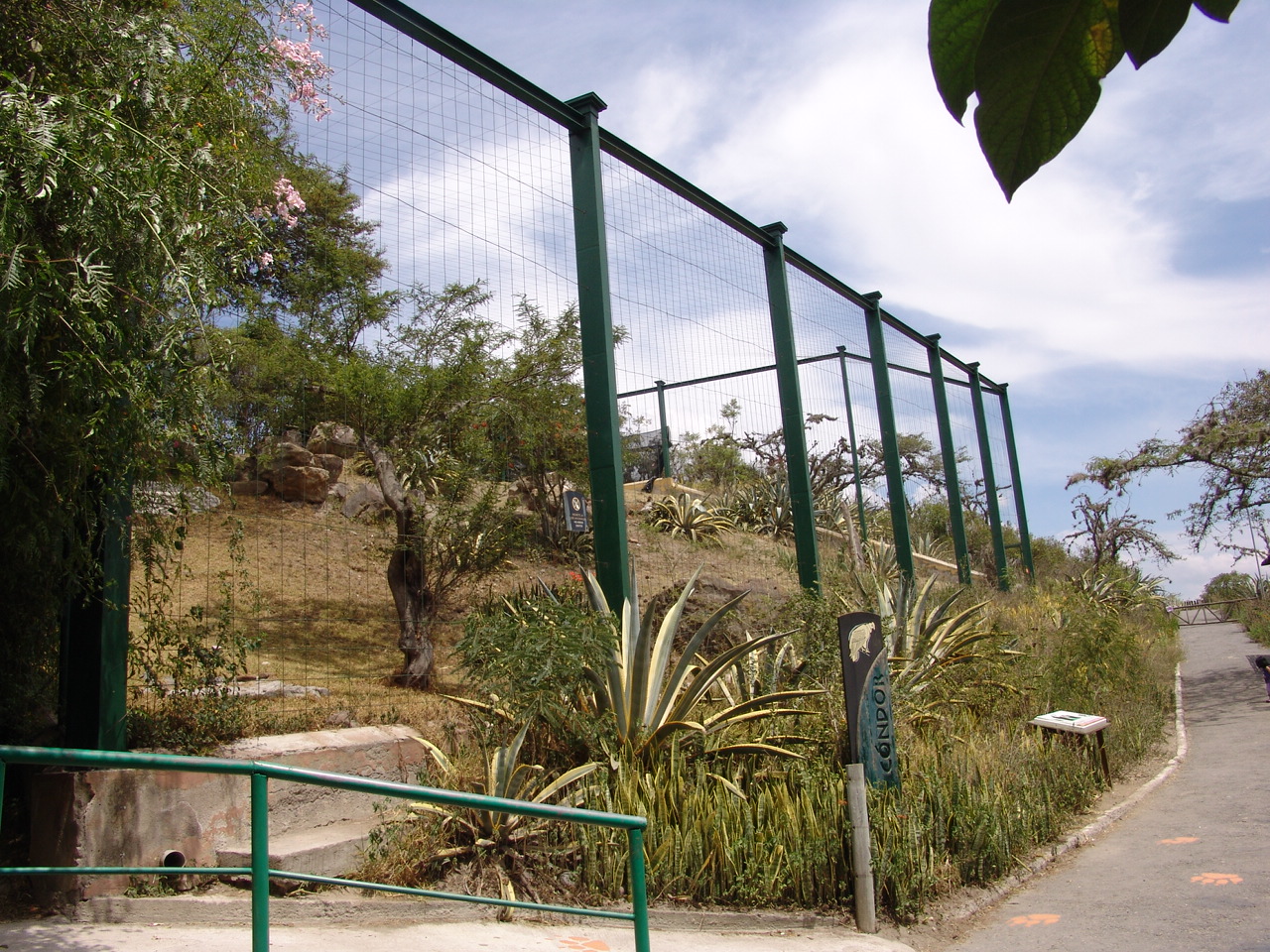 An amazing aviary for Andean Condors (Vultur gryphus)