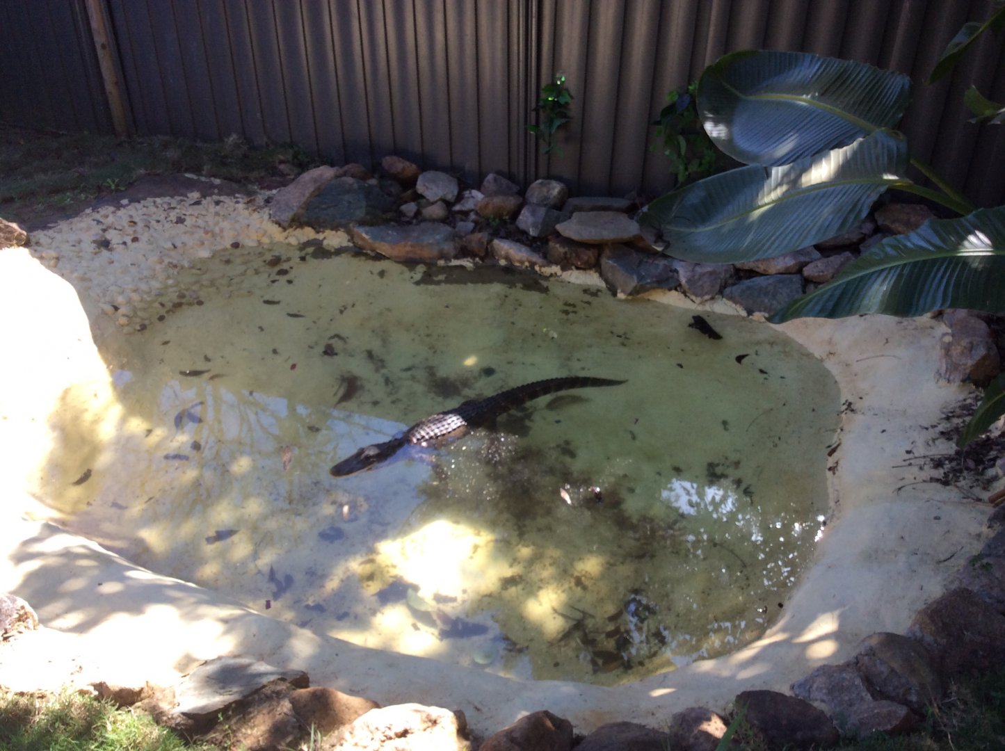 An American Alligator