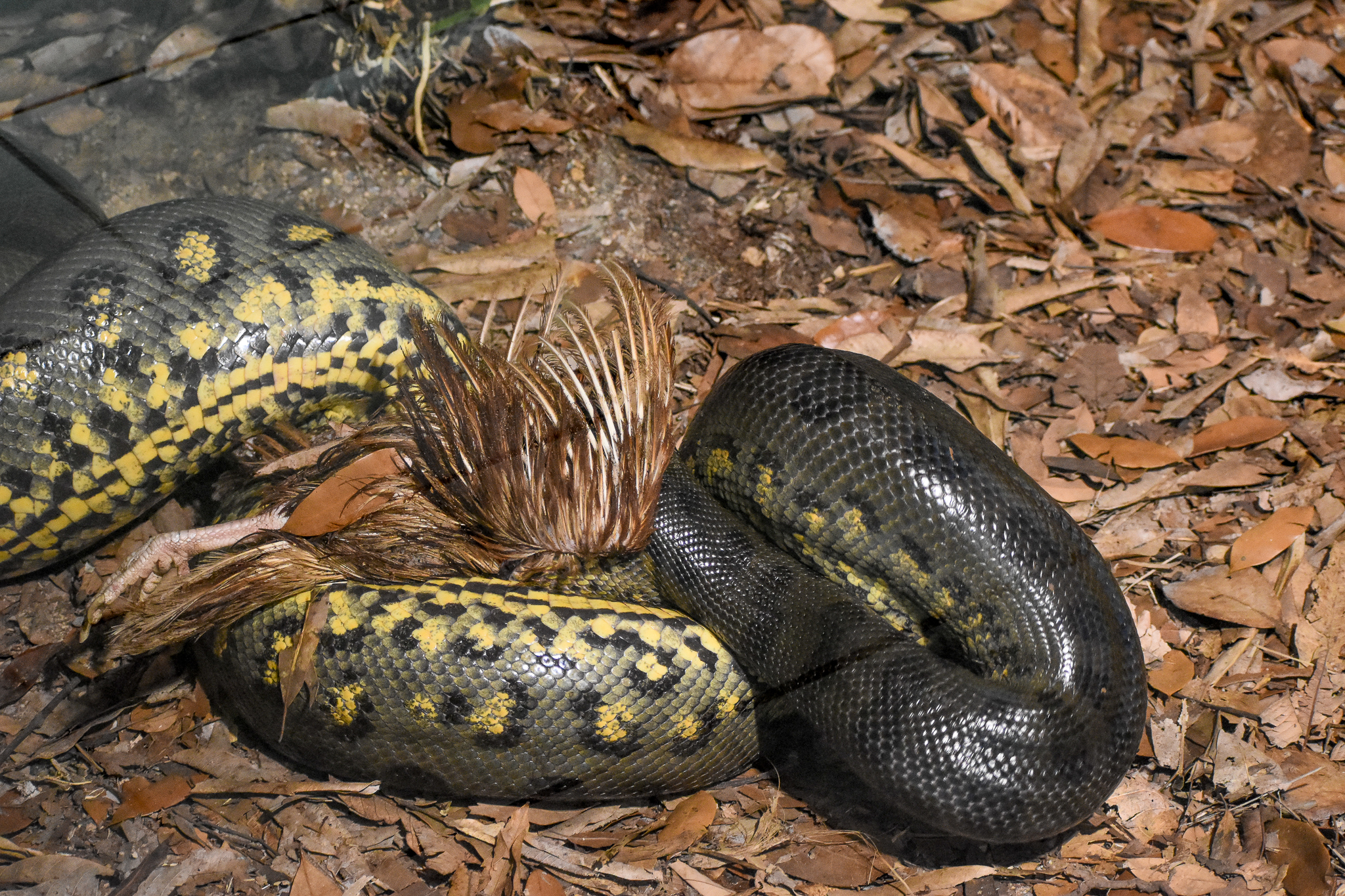 An Anaconda's Meal