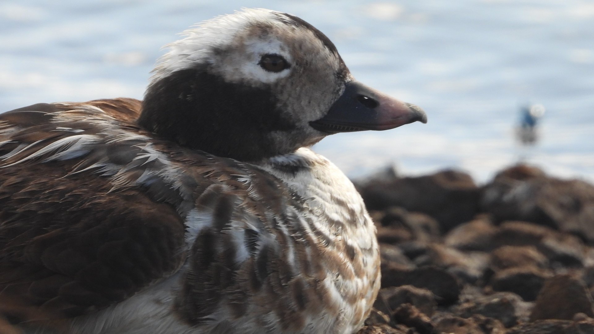 An Arctic tourist (Clangula hyemalis)