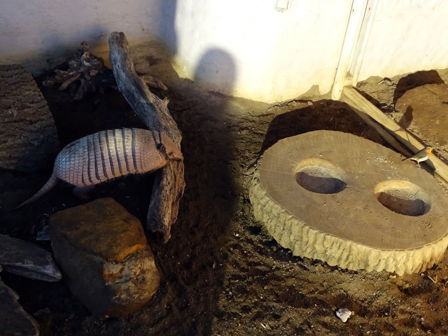 An armadillo and a robin