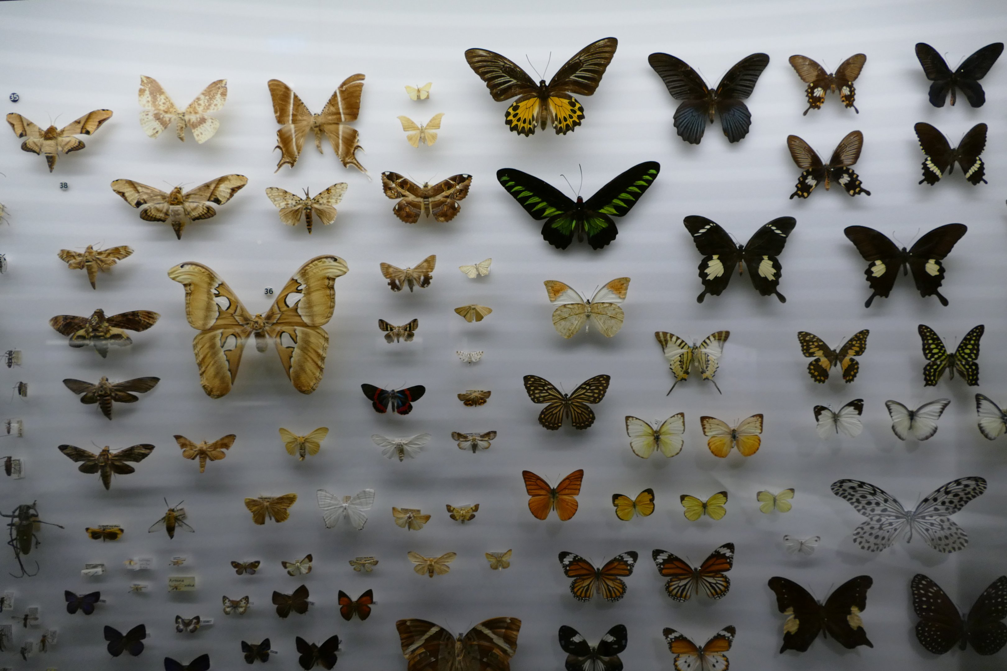 An assortment of butterflies