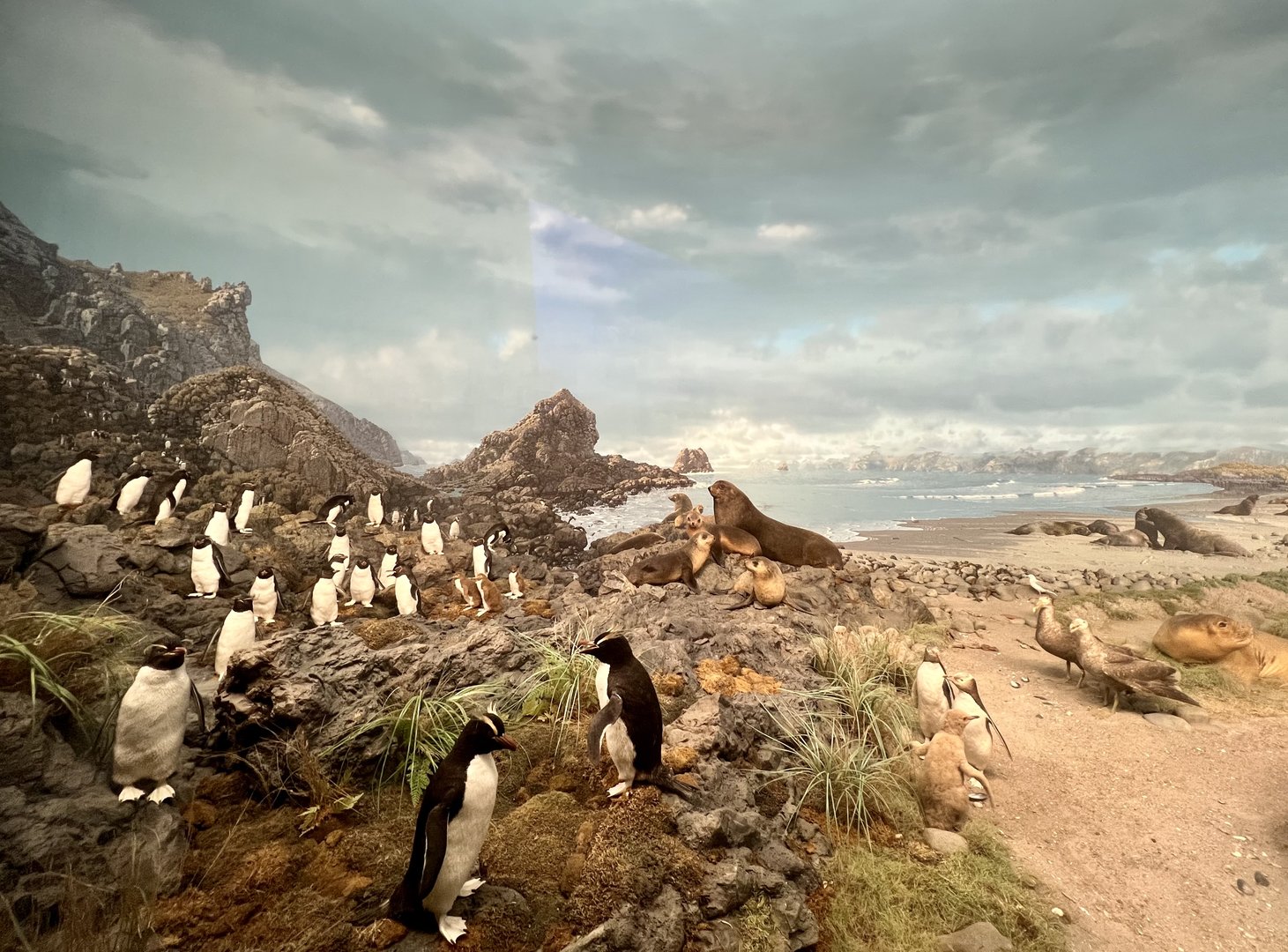 An assortment of Penguins