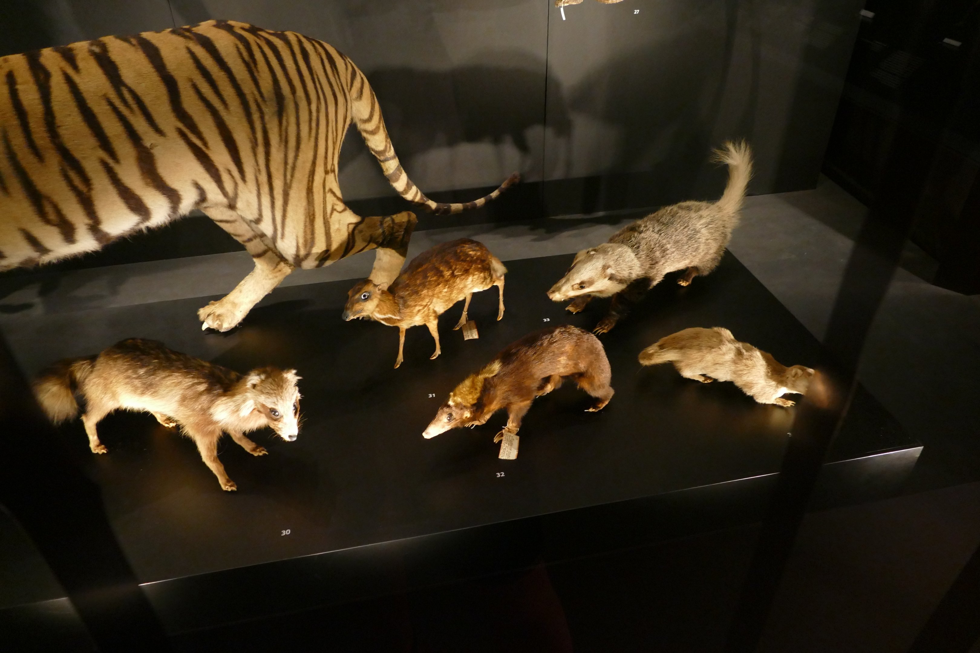 An assortment of small mammals