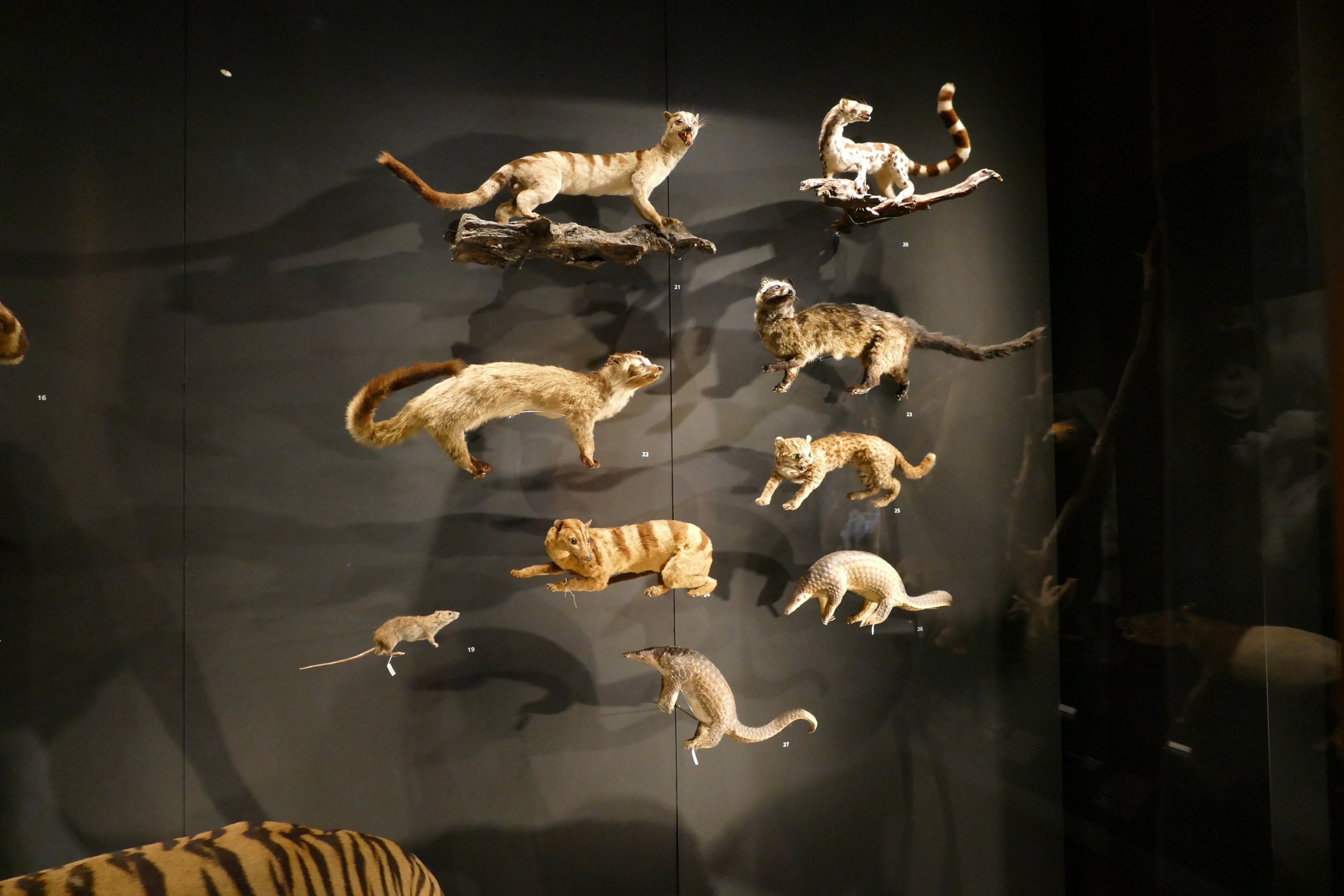 An assortment of small mammals