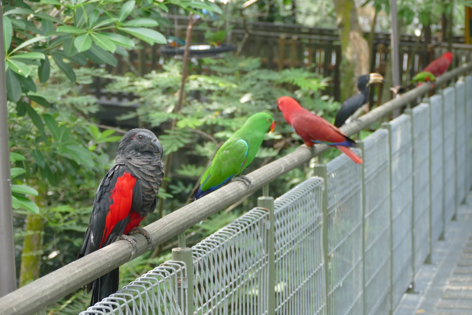 An assortment of species during feeding time
