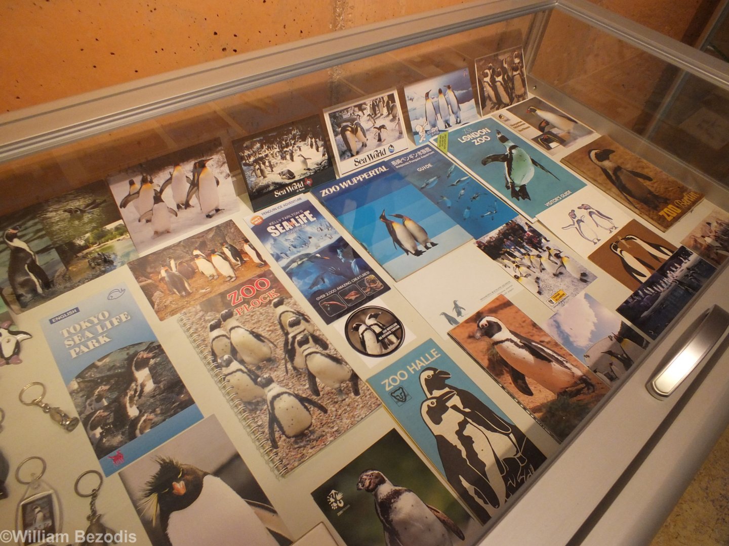 An Assortment of Zoo Guides with Penguin Covers - Afrykarium