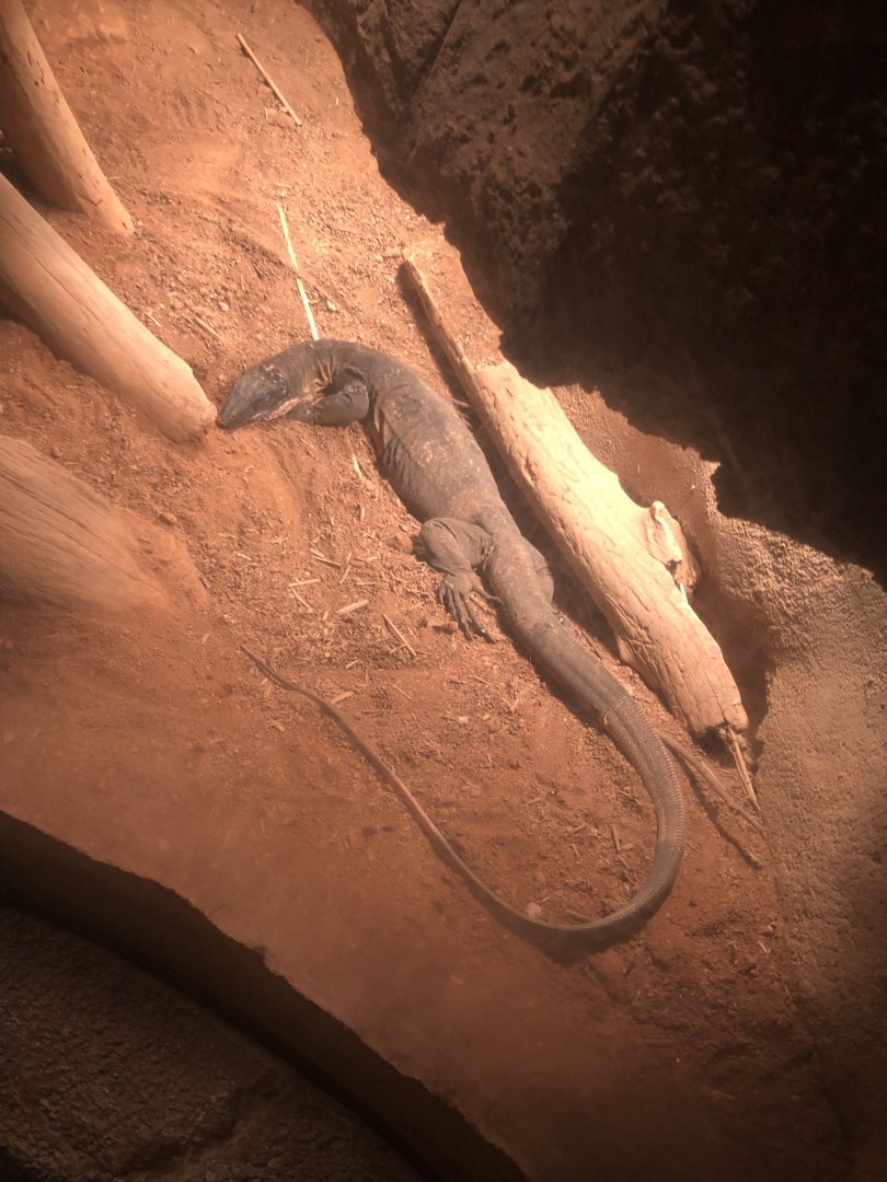 An Australian species of monitor