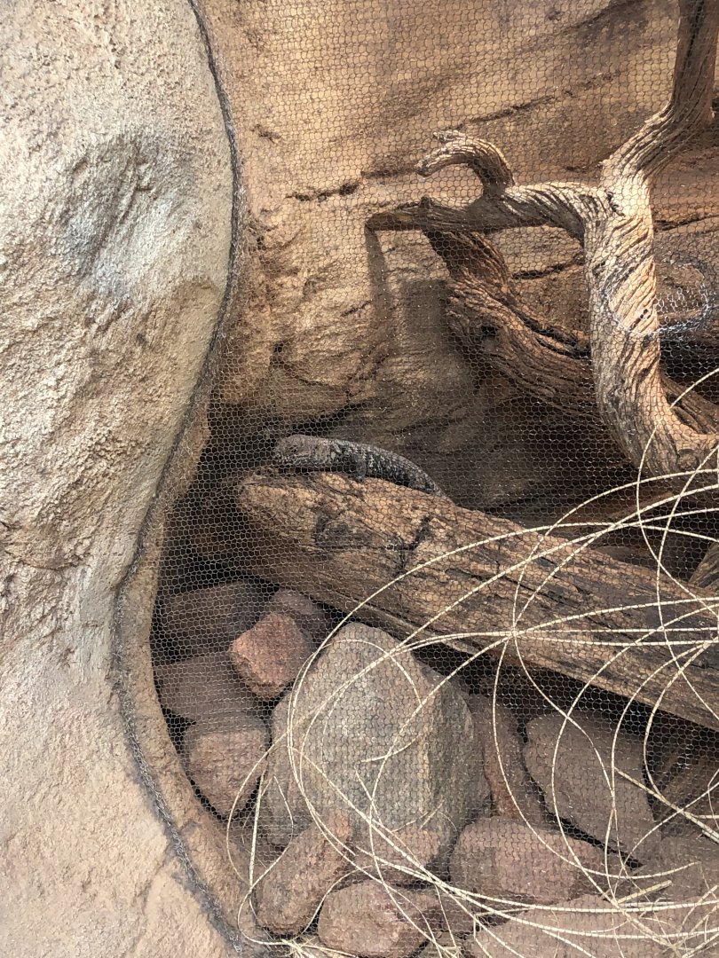 An Australian species of skink