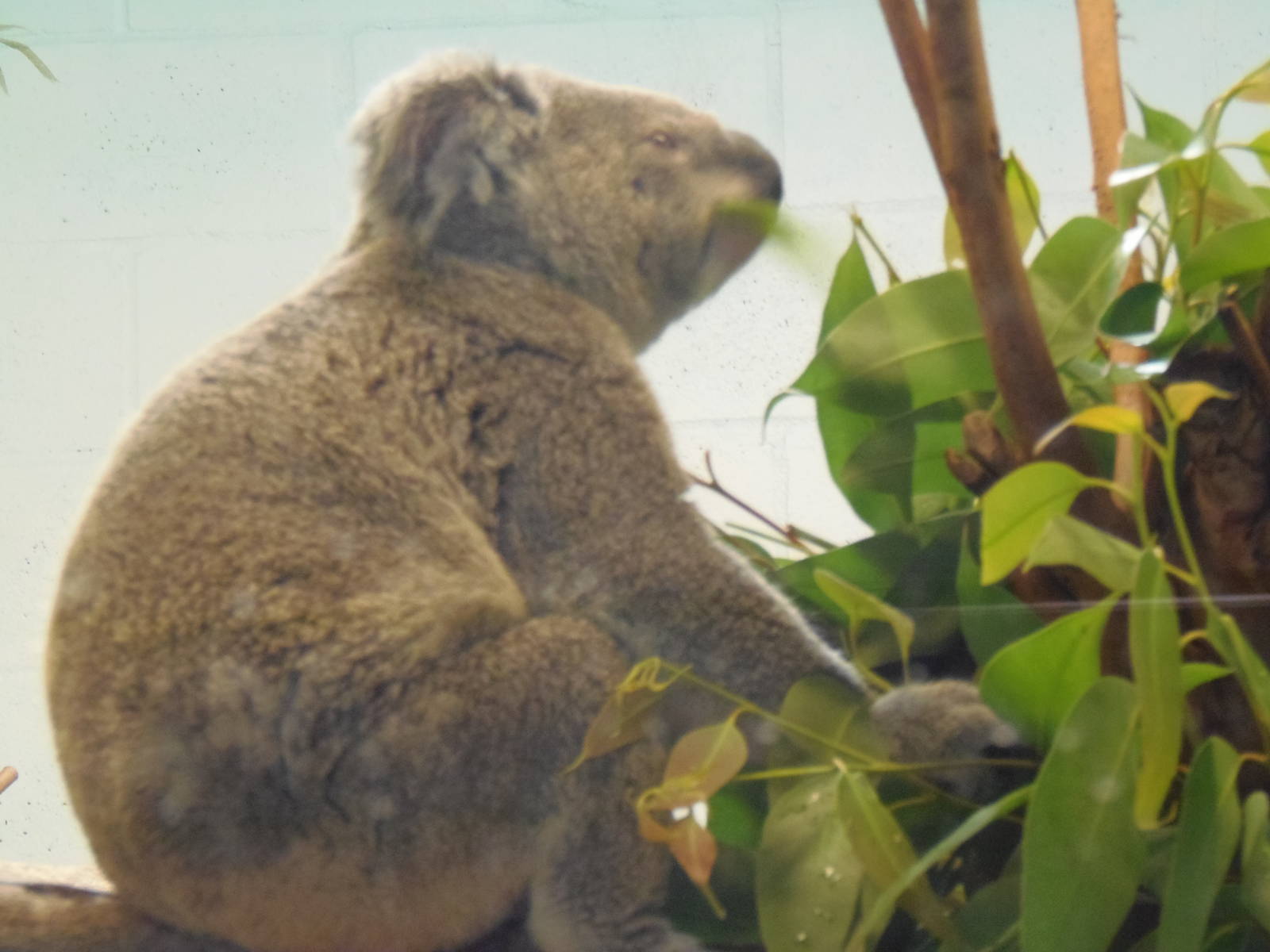 An Awake Koala