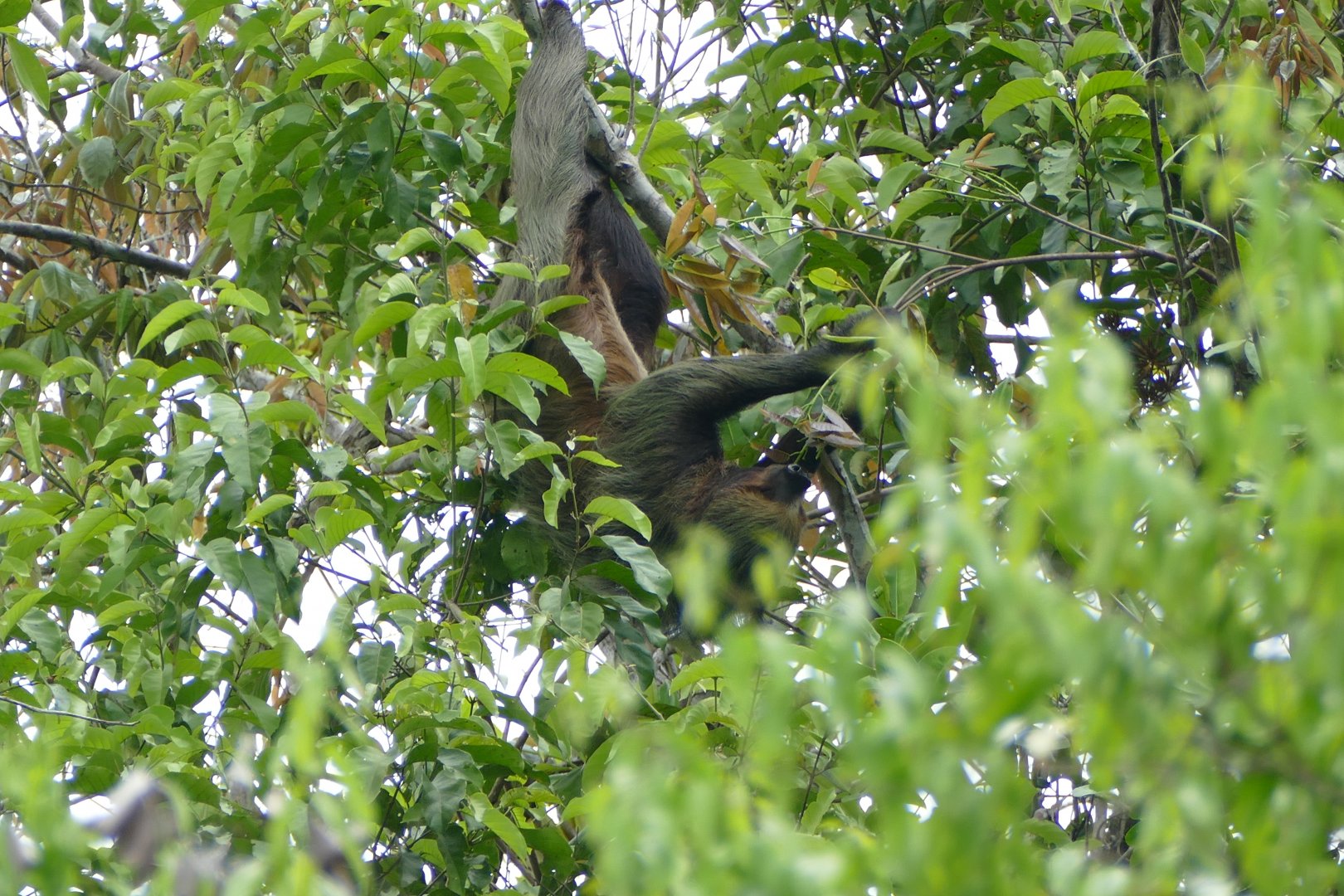 An awake Linnaeus's two-toed sloth