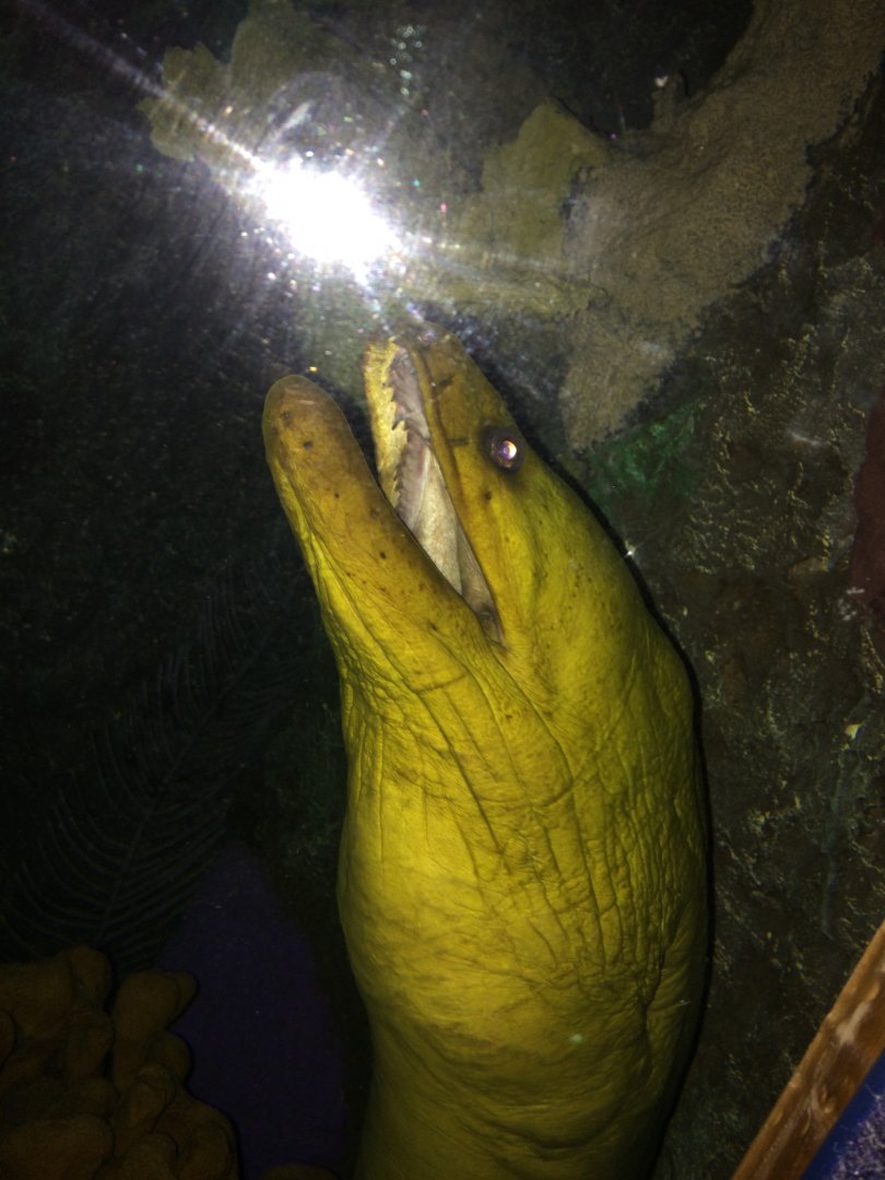 An eel